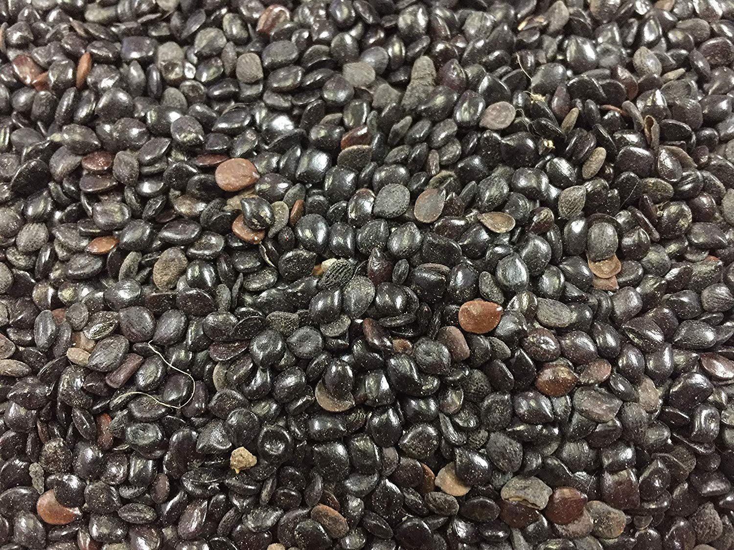 seed_lac