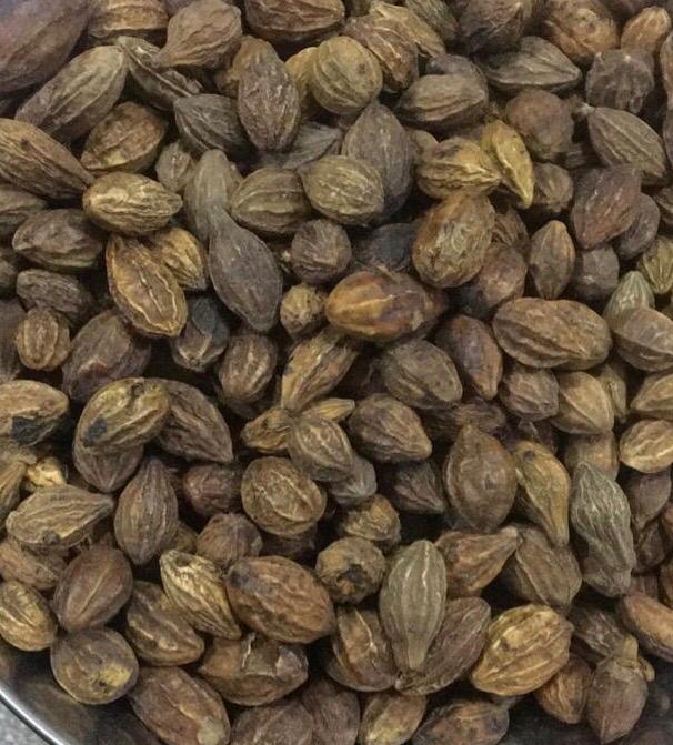 seed_lac